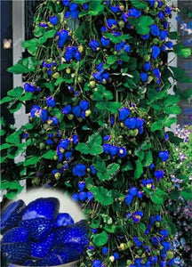 1000 pcs Rare strawberry plants, giant strawberry Organic fruit flores vegetables Non-GMO bonsai pot for home garden planta