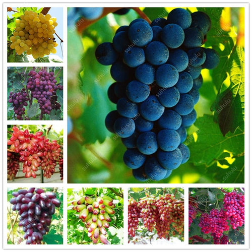 20pcs Grape Bonsai mini grape tree potted plants fruit black grape organic fruit bonsai tree plant for home garden Easy to Grow