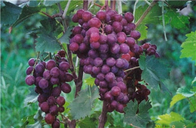 20pcs Grape Bonsai mini grape tree potted plants fruit black grape organic fruit bonsai tree plant for home garden Easy to Grow