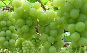 20pcs Grape Bonsai mini grape tree potted plants fruit black grape organic fruit bonsai tree plant for home garden Easy to Grow