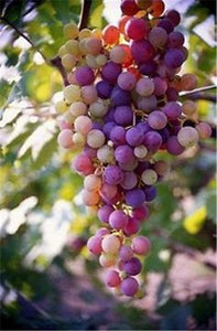 20pcs Grape Bonsai mini grape tree potted plants fruit black grape organic fruit bonsai tree plant for home garden Easy to Grow