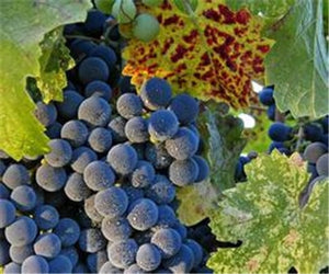 20pcs Grape Bonsai mini grape tree potted plants fruit black grape organic fruit bonsai tree plant for home garden Easy to Grow