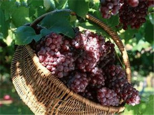 20pcs Grape Bonsai mini grape tree potted plants fruit black grape organic fruit bonsai tree plant for home garden Easy to Grow