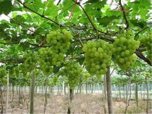 20pcs Grape Bonsai mini grape tree potted plants fruit black grape organic fruit bonsai tree plant for home garden Easy to Grow
