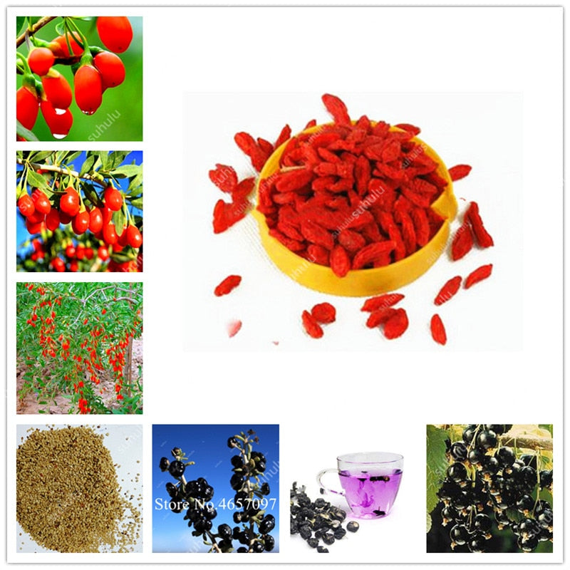 2000Pcs 100% Genuine Black and red Goji Berry Chinese Wolfberry Bonsai Herbs Bonsai Potted Plant Home Garden Outdoor House Plant