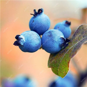 New! 100 pcs Perennial Blueberry Bonsai Edible Fruit Bonsai Indoor Outdoor Available Ornamental Bonsai Plants for Home Garden