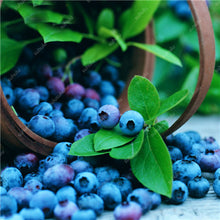 Load image into Gallery viewer, New! 100 pcs Perennial Blueberry Bonsai Edible Fruit Bonsai Indoor Outdoor Available Ornamental Bonsai Plants for Home Garden