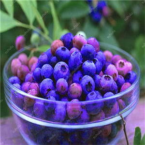New! 100 pcs Perennial Blueberry Bonsai Edible Fruit Bonsai Indoor Outdoor Available Ornamental Bonsai Plants for Home Garden
