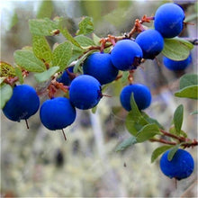 Load image into Gallery viewer, New! 100 pcs Perennial Blueberry Bonsai Edible Fruit Bonsai Indoor Outdoor Available Ornamental Bonsai Plants for Home Garden