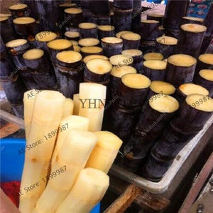 100 Pcs Colorful Sugar Cane Bonsai Plants Natural Rainbow Vegatable Po For Home Garden Medicinal Vitamin Huge Sweet Chew