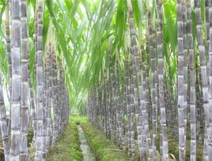 100 Pcs Colorful Sugar Cane Bonsai Plants Natural Rainbow Vegatable Po For Home Garden Medicinal Vitamin Huge Sweet Chew