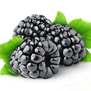 200 pcs Mulberry Bonsai Sweet Black Berry Giant Plants Miracle Fruit plant Tohum Rare Tree Bonsai Garden Bush DIY Home Garden