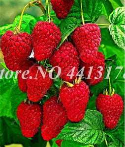 200 pcs Mulberry Bonsai Sweet Black Berry Giant Plants Miracle Fruit plant Tohum Rare Tree Bonsai Garden Bush DIY Home Garden