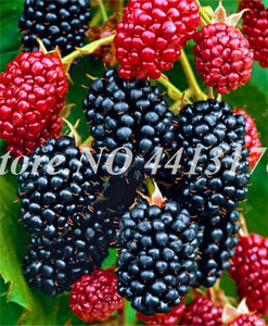 200 pcs Mulberry Bonsai Sweet Black Berry Giant Plants Miracle Fruit plant Tohum Rare Tree Bonsai Garden Bush DIY Home Garden