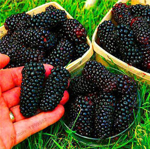 200 pcs Mulberry Bonsai Sweet Black Berry Giant Plants Miracle Fruit plant Tohum Rare Tree Bonsai Garden Bush DIY Home Garden