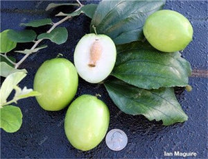 Sale! 10 Pcs Jujube Bonsai Chinese Taiwan Big Jujube Fruit Tree Bonsai Rare Tropical Fruit Bonsai DIY Home Garden Potted plant