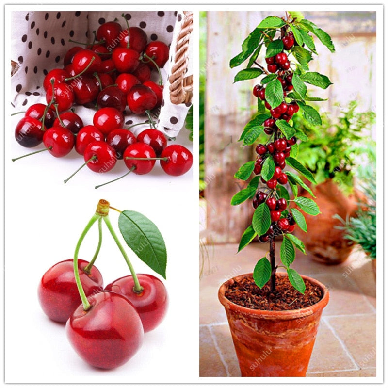 Genuine! 30 pcs Bonsai Dwarf Cherry tree Organic fruit Plantas Bonsai Tree Flores,sweet food High germination rare Home Garden