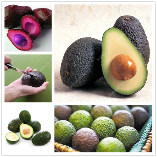 5 pcs Avocado Bonsai Green Fruit Delicious Persea Americana Mill Pear Bonsai Easy To Grow Fruit Bonsai For Home Garden Plant