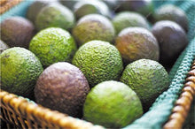 Load image into Gallery viewer, 5 pcs Avocado Bonsai Green Fruit Delicious Persea Americana Mill Pear Bonsai Easy To Grow Fruit Bonsai For Home Garden Plant