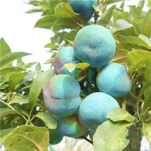 Load image into Gallery viewer, 3 pcs Plum Bonsai Very Tasty Prune Fruit Bonsai Tree Jardin Bonsai Vegetables And Fruits Pot Plant Easy Grow Free Shipping