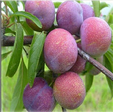 Load image into Gallery viewer, 3 pcs Plum Bonsai Very Tasty Prune Fruit Bonsai Tree Jardin Bonsai Vegetables And Fruits Pot Plant Easy Grow Free Shipping