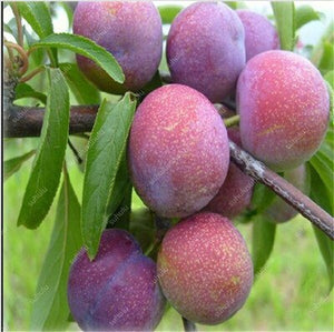 3 pcs Plum Bonsai Very Tasty Prune Fruit Bonsai Tree Jardin Bonsai Vegetables And Fruits Pot Plant Easy Grow Free Shipping