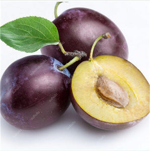 3 pcs Plum Bonsai Very Tasty Prune Fruit Bonsai Tree Jardin Bonsai Vegetables And Fruits Pot Plant Easy Grow Free Shipping