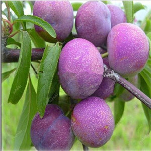 3 pcs Plum Bonsai Very Tasty Prune Fruit Bonsai Tree Jardin Bonsai Vegetables And Fruits Pot Plant Easy Grow Free Shipping