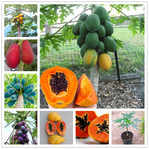 20 Pcs Giant Fresh Papaya Bonsai Natural Organic Fruit Tree Bonsai Perennial Potted Plants for Home Garden Spring Farm Supplies