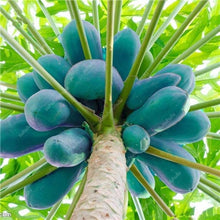 Load image into Gallery viewer, 20 Pcs Giant Fresh Papaya Bonsai Natural Organic Fruit Tree Bonsai Perennial Potted Plants for Home Garden Spring Farm Supplies