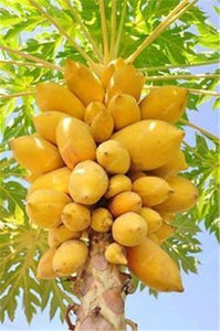 20 Pcs Giant Fresh Papaya Bonsai Natural Organic Fruit Tree Bonsai Perennial Potted Plants for Home Garden Spring Farm Supplies