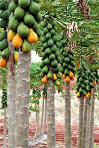 20 Pcs Giant Fresh Papaya Bonsai Natural Organic Fruit Tree Bonsai Perennial Potted Plants for Home Garden Spring Farm Supplies