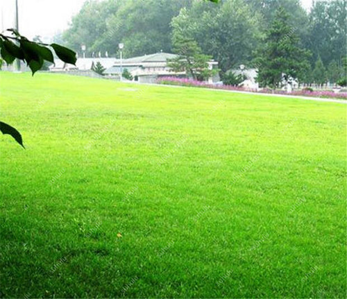 1000 Pcs Japanese Forest Grass lawn, Perennial Evergreen Lawn bonsai plant, Beautiful Garden Ornamental Plant, Easy to Grow