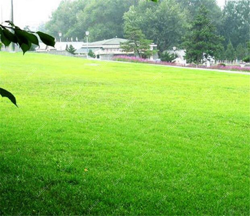 1000 Pcs Japanese Forest Grass lawn, Perennial Evergreen Lawn bonsai plant, Beautiful Garden Ornamental Plant, Easy to Grow