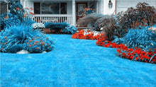 Load image into Gallery viewer, Big sale! 500 Pcs Sky Blue Grass bonsai Rare Lawn bonsai, Perennial Garden Outdoor Ornamentals Grass Germination Rate of 95%+