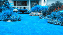 Load image into Gallery viewer, Big sale! 500 Pcs Sky Blue Grass bonsai Rare Lawn bonsai, Perennial Garden Outdoor Ornamentals Grass Germination Rate of 95%+