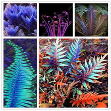 Load image into Gallery viewer, 100 pcs Garden Fern bonsai Rare Creeper Vines Grass plants Mixed Rainbow Foliage Planting For home garden Radiation Absorption
