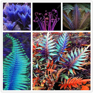 100 pcs Garden Fern bonsai Rare Creeper Vines Grass plants Mixed Rainbow Foliage Planting For home garden Radiation Absorption