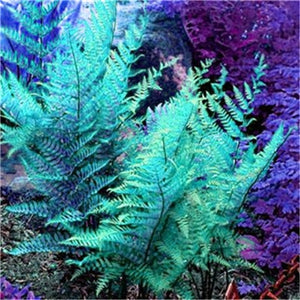 100 pcs Garden Fern bonsai Rare Creeper Vines Grass plants Mixed Rainbow Foliage Planting For home garden Radiation Absorption