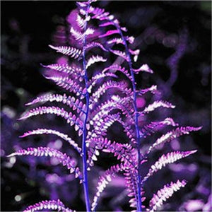 100 pcs Garden Fern bonsai Rare Creeper Vines Grass plants Mixed Rainbow Foliage Planting For home garden Radiation Absorption