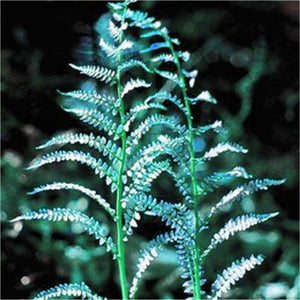 100 pcs Garden Fern bonsai Rare Creeper Vines Grass plants Mixed Rainbow Foliage Planting For home garden Radiation Absorption