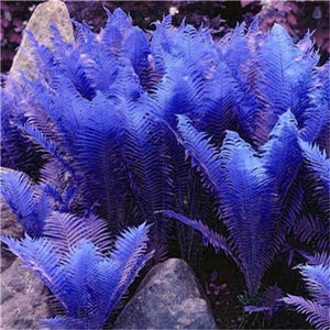 100 pcs Garden Fern bonsai Rare Creeper Vines Grass plants Mixed Rainbow Foliage Planting For home garden Radiation Absorption