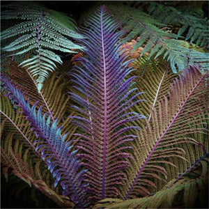 100 pcs Garden Fern bonsai Rare Creeper Vines Grass plants Mixed Rainbow Foliage Planting For home garden Radiation Absorption