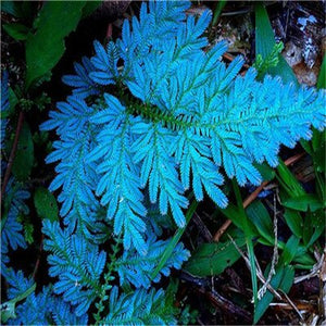 100 pcs Garden Fern bonsai Rare Creeper Vines Grass plants Mixed Rainbow Foliage Planting For home garden Radiation Absorption