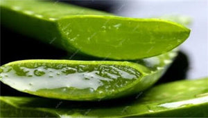 Big Sale! 100 pcs Vegetables and fruit bonsai Aloe vera plant edible beauty Edible cosmetic Bonsai plants for home & garden