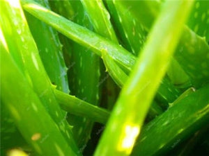 Big Sale! 100 pcs Vegetables and fruit bonsai Aloe vera plant edible beauty Edible cosmetic Bonsai plants for home & garden