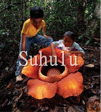 Load image into Gallery viewer, 100pcs Chomper Bonsai Plants Rare Cannibal Flower Potted Planting Succulent Ferocious Fly Trap Bonsai for Home Garden Decoration