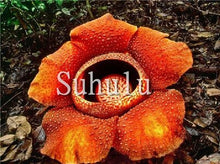 Load image into Gallery viewer, 100pcs Chomper Bonsai Plants Rare Cannibal Flower Potted Planting Succulent Ferocious Fly Trap Bonsai for Home Garden Decoration