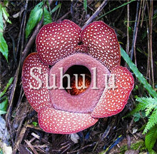 Load image into Gallery viewer, 100pcs Chomper Bonsai Plants Rare Cannibal Flower Potted Planting Succulent Ferocious Fly Trap Bonsai for Home Garden Decoration