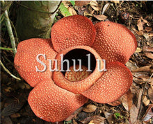 Load image into Gallery viewer, 100pcs Chomper Bonsai Plants Rare Cannibal Flower Potted Planting Succulent Ferocious Fly Trap Bonsai for Home Garden Decoration